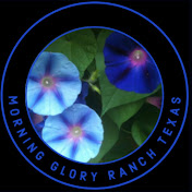 Morning Glory Ranch Texas