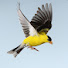 sZDrEty5JKU-channel-avatar-Bird life Nest