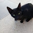 fa6lu6C224Q-channel-avatar-Street Cat Diary