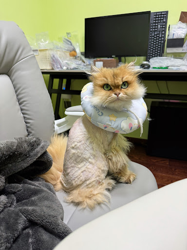 †癒漓猫† 一盒猫你见过吗？猫咪竟然把自己折成“魔术方块” 网笑液体猫 その他