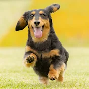 短足犬れおちと親バカ飼い主