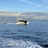 QZksMS5054k-channel-avatar-Blue Sea (Angling) Media