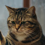 ボス猫物語