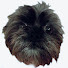 m3QKOuWBWqQ-channel-avatar-Royalruff