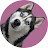 Funny Pets Collective