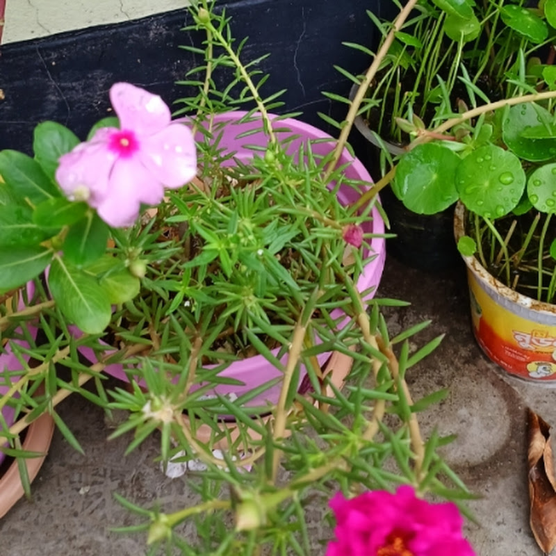Plant Paradise