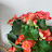 @AL-cw5cy