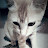 @Cat_meow_Kittens2020