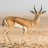 الصورة الرمزية لـ @farasanilands