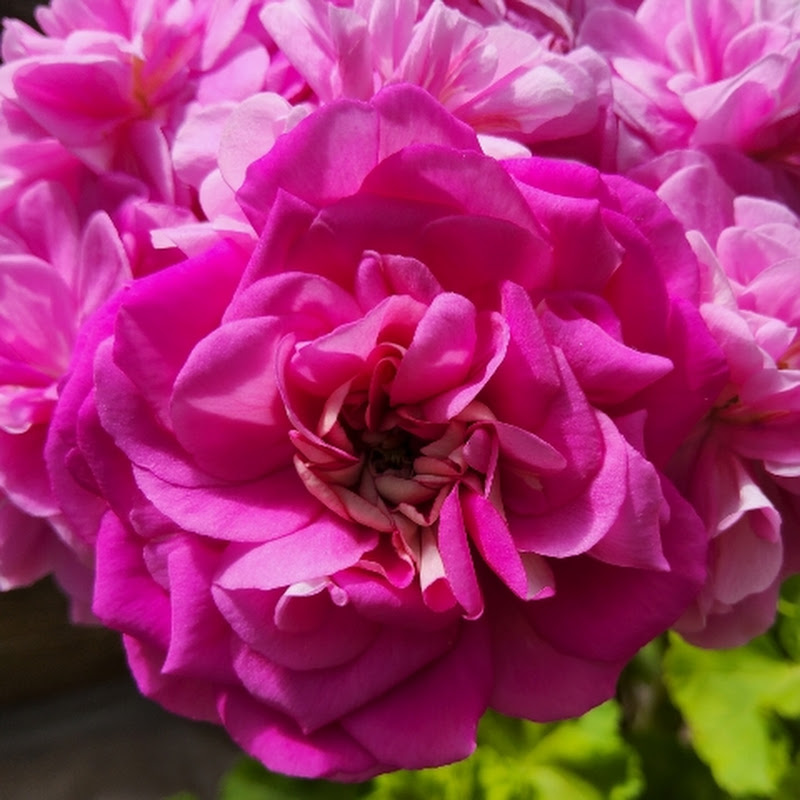 Пеларгонии и Ко Logo