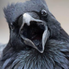 Raven's Call