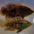 iKH5LEQKNXI-channel-avatar-Oscar & Jack: Tank Mates