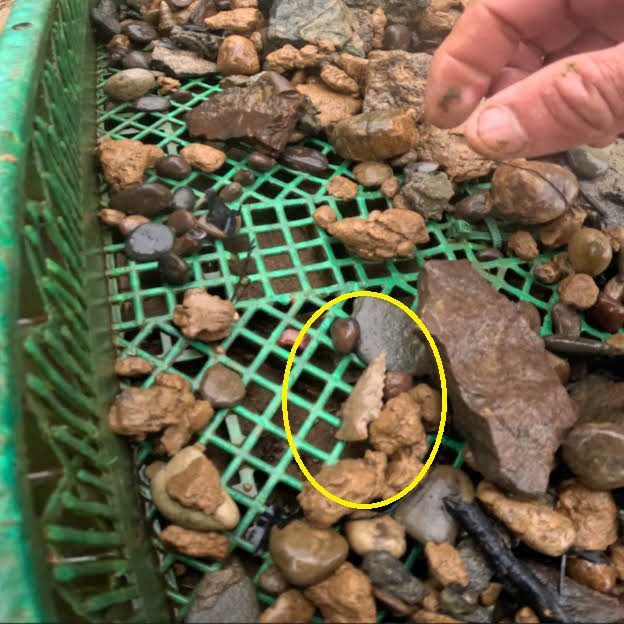 Post from Rocks Cousteau