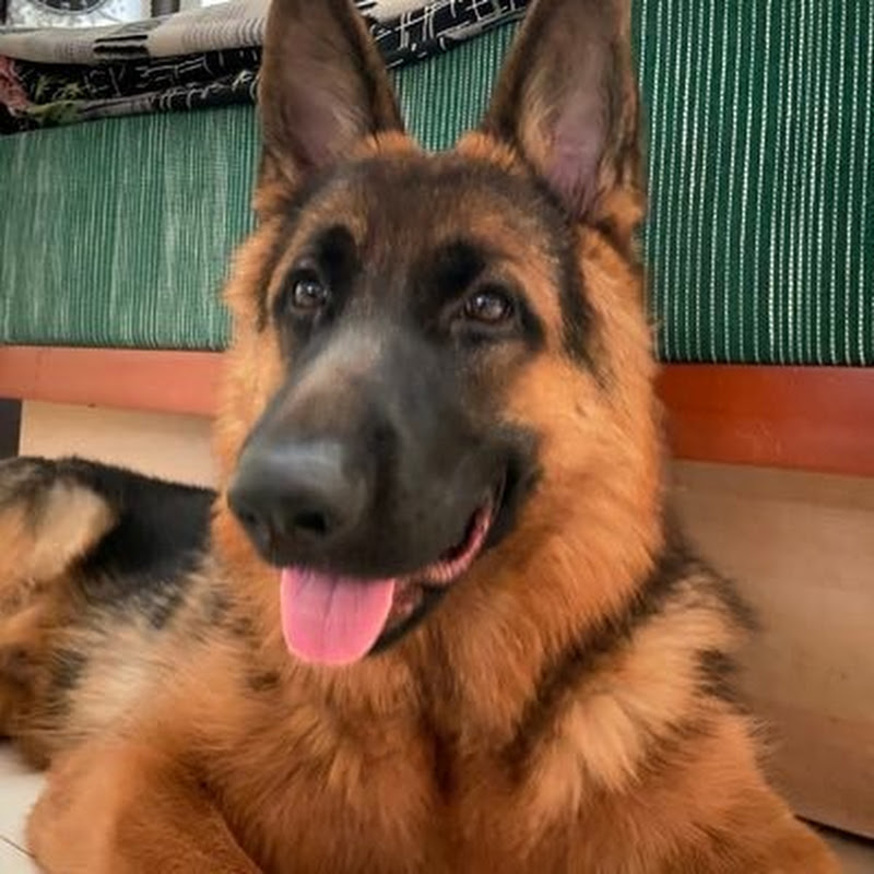 Trade With Trend - Raunak A