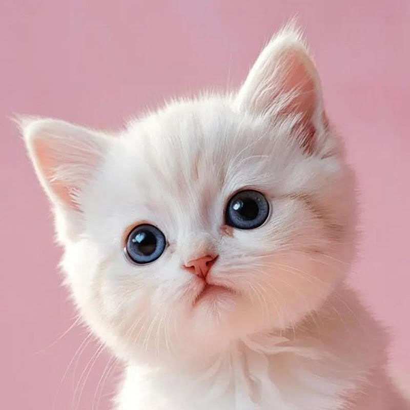 Meow Cute