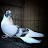 المهندس احمد محمود for pigeons 