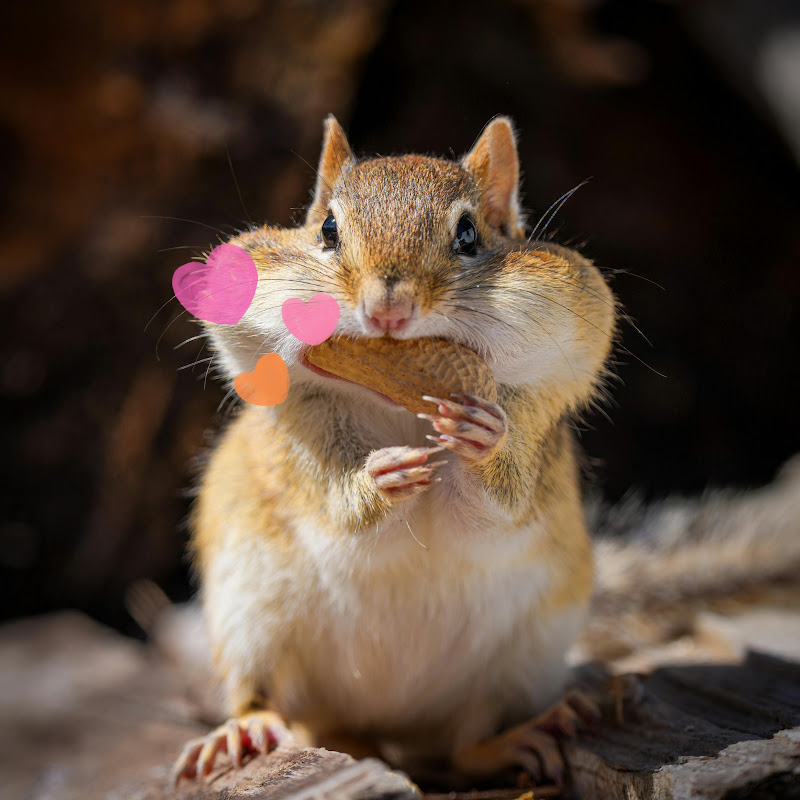 AI×心理テスト&星座占い