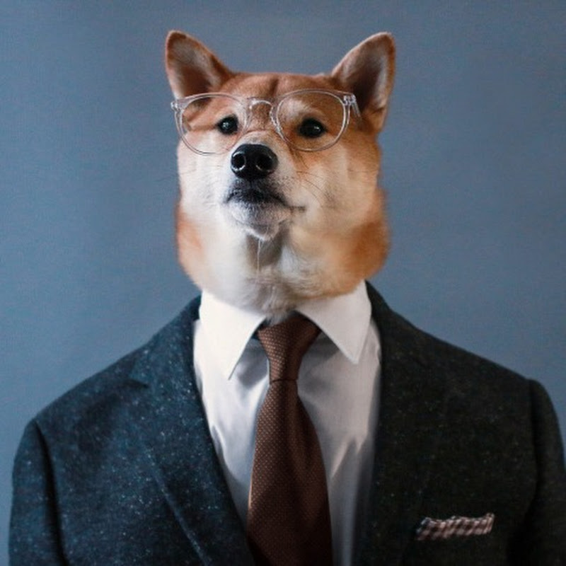 ShibaInu Videos