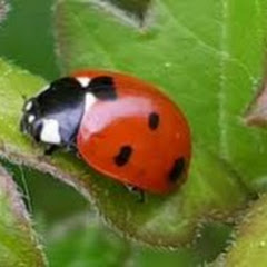 Marienkäfers Plauder Stübchen