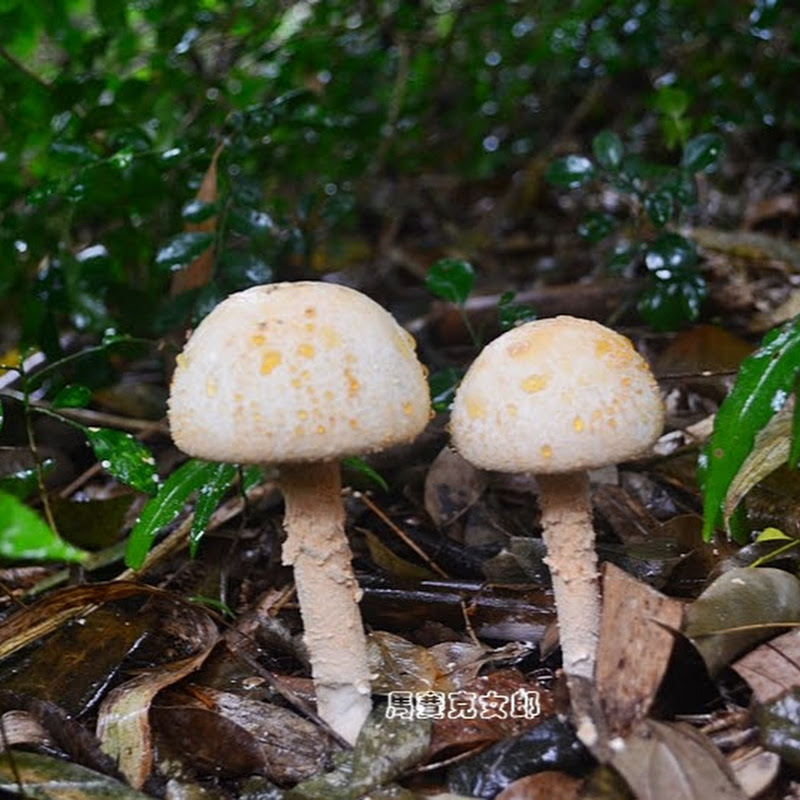 一個人的餐桌