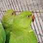 green parrots • 999k views •5 hours ago...  logo