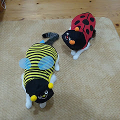 Puccaネコアイコン画像