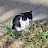 @고양이-s4c