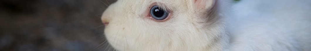 The New Zealand Anti-Vivisection Society YouTube-Kanal-Avatar