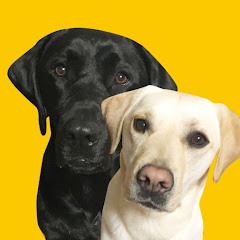 ティコレミちゃんねる