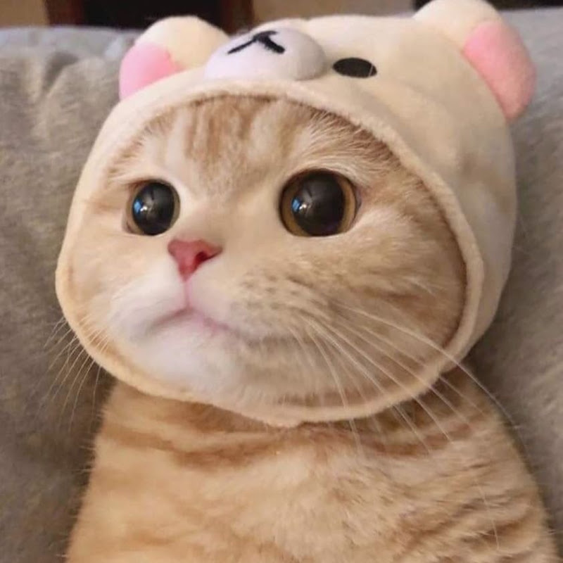 쇼츠킹