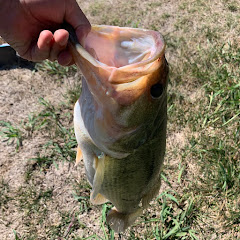 KING BASS TV