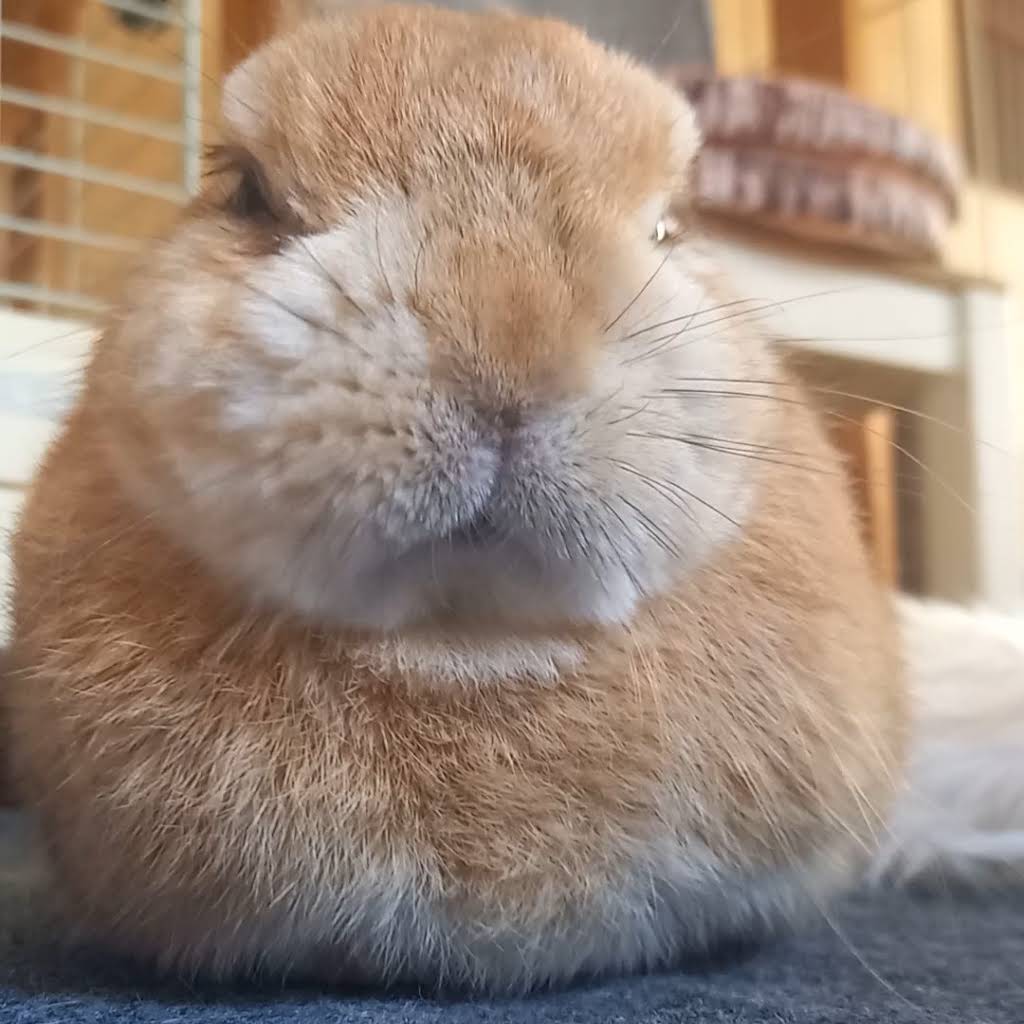 Post from うさぎカフェ - YouTube
