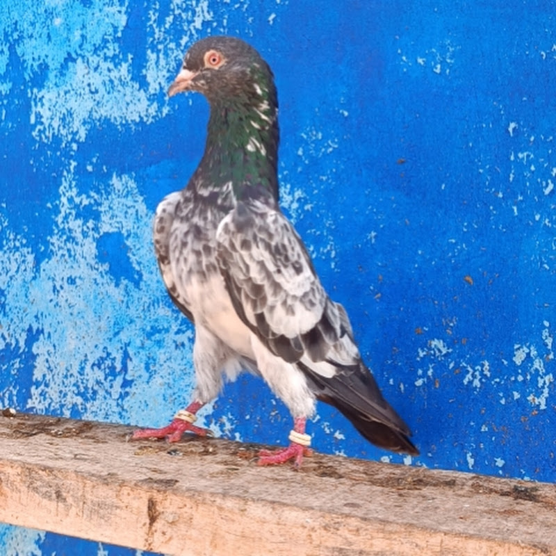kasur pigeon shok