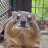 Tierwahn Uncut
