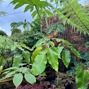Tropical Garden UK