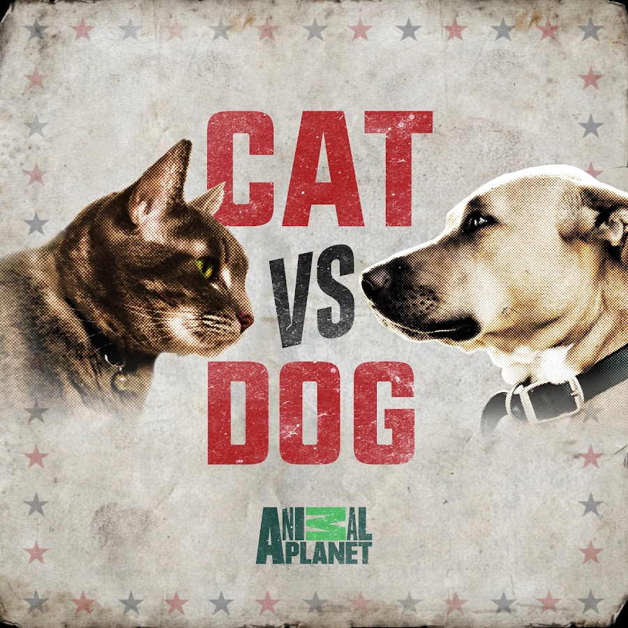 Cat vs. Dog YouTube