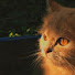 zZzA1Hp30uE-channel-avatar-july_luna