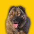6DzNoVNrryk-channel-avatar-Kurtçu Kangal 