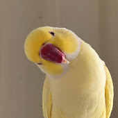 Peekaboo Parrots