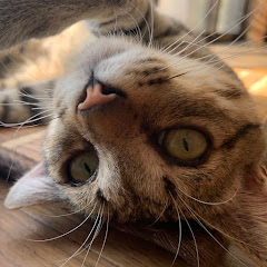 うちのふうちゃん