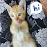 -wpBUBcaN2M-channel-avatar-Oh My Cat