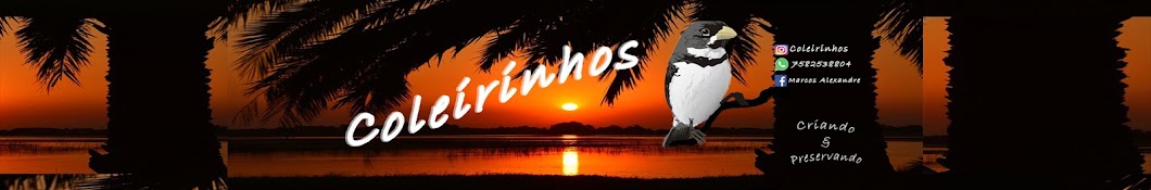 Coleirinhos YouTube kanalı avatarı