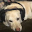 Headphone Dog