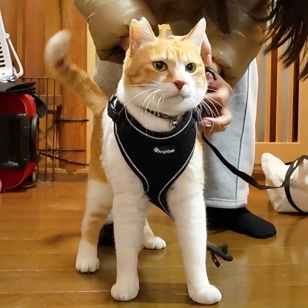 ちゃる❤︎₍ᐢ..ᐢ₎様 ChaCha: The Former Stray Cat - YouTube