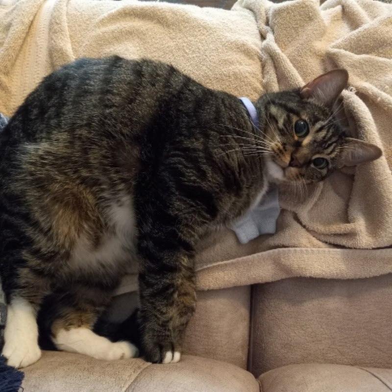 Hire CAMELS — Mystery & True Crime (Entertainment Focused) YouTube creator for sponsorships