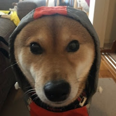 柴犬まこ(Shiba Dog Mako)