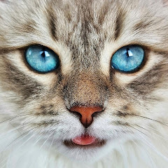 L'Amour Des Félins
