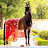 Swabi horses