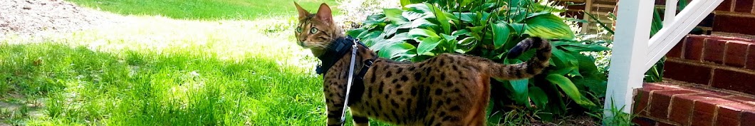 Vashi, Kumba, Taj, and Zara The Savannah Cats YouTube-Kanal-Avatar