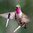 MXW_Hummingbird